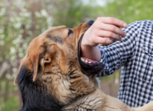 Portland Dog Bite Lawyer